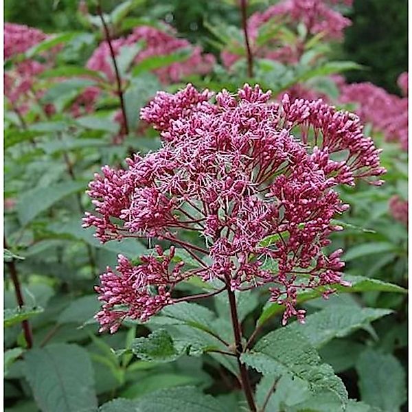 Wasserdost Augustrubin - Eupatorium fistulosum günstig online kaufen