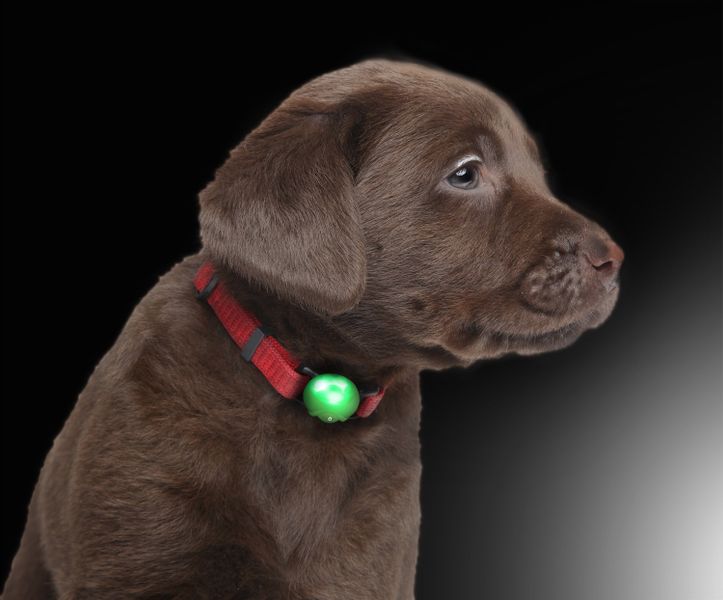 PRECORN Hunde-Leuchtgeschirr LED Silikon Leuchtanhänger Leuchthalsband günstig online kaufen