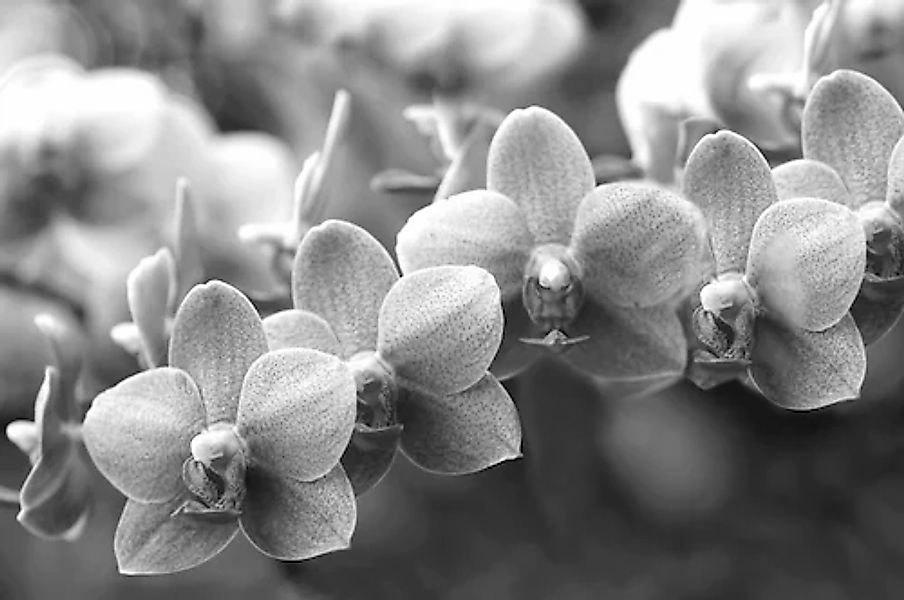 Papermoon Fototapete »Blumen Schwarz & Weiß« günstig online kaufen