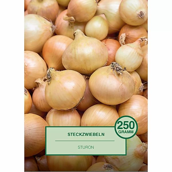 Steckzwiebel 250 Gramm Allium cepa Sturon günstig online kaufen