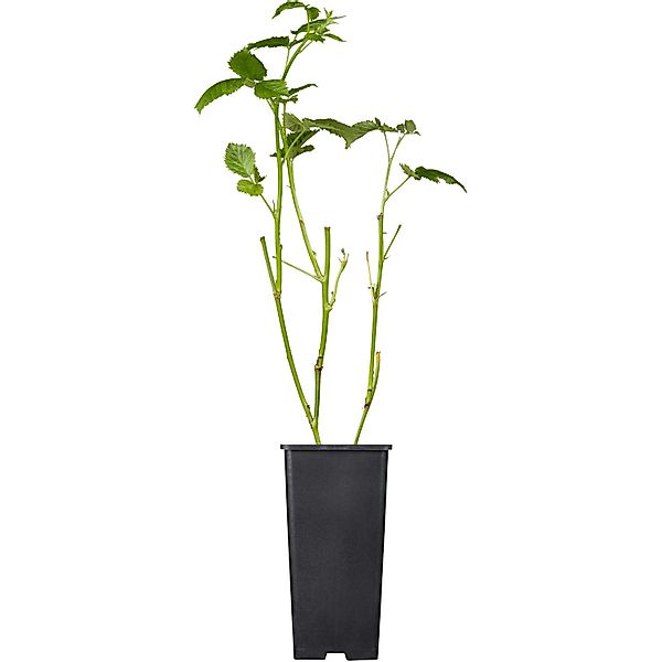 GROW by OBI Bio Brombeere Black Satin Schwarz Topf ca. 2, Rubus günstig online kaufen