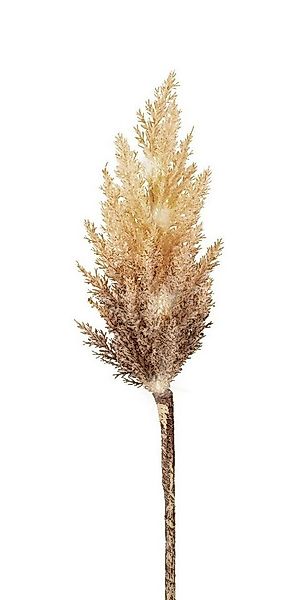 Kaemingk LED-Leuchtzweig Pampasgras BARMAS, Braun, Kunststoff, 12-flammig, günstig online kaufen