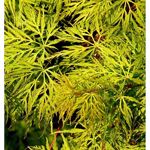 Schlitzfächerahorn Emerald Lace 50-60cm - Acer palmatum günstig online kaufen