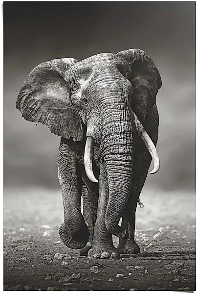 Reinders Poster "Poster Elefant Wanderung", Elefanten, (1 St.) günstig online kaufen
