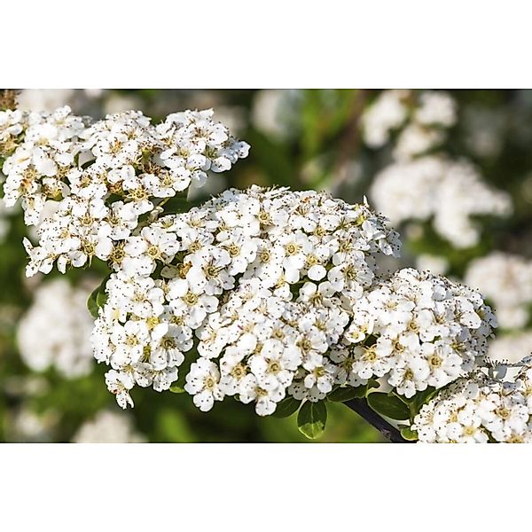 Spiraea Nipponica Snowmound Japanische Spiere Weiß 60–80 cm günstig online kaufen