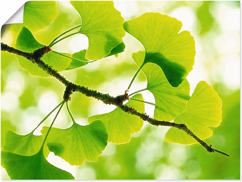 Artland Wandbild "Ginkgo" Blätter 1 Stk. tlg. als Leinwandbild, Poster in v günstig online kaufen