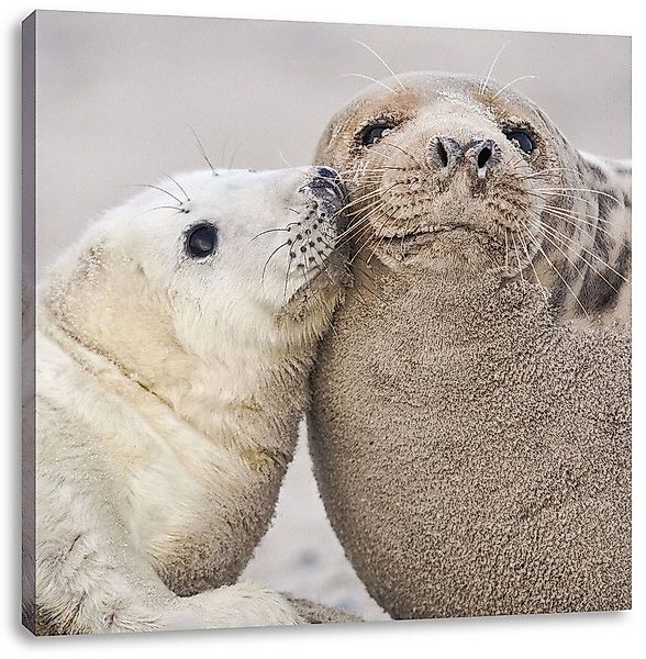 Pixxprint Leinwandbild Schmusende Robben, Schmusende Robben (1 St), Leinwan günstig online kaufen