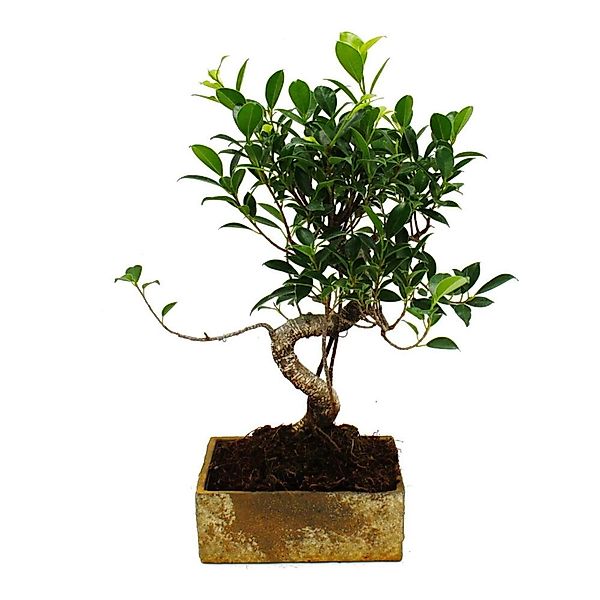 Exotenherz Bonsai für Zimmer in Moderner Trendkeramik Zimmerbonsai Ficus 8 günstig online kaufen