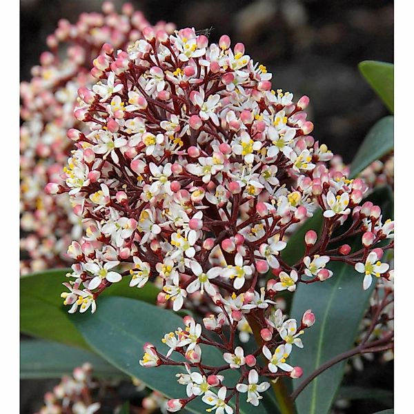 Japanische Skimmie Rubella 15-20cm - Skimmia japonica günstig online kaufen