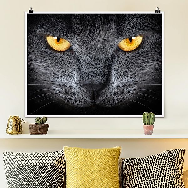 Poster - Querformat Cats Gaze günstig online kaufen