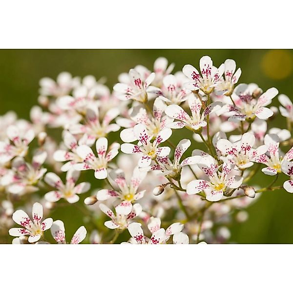 Saxifraga Cotyledon Southside Seedling Steinbrech Ca. 9x9 cm Topf günstig online kaufen