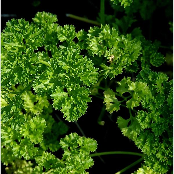 Krause Petersilie - Petroselinum crispum günstig online kaufen