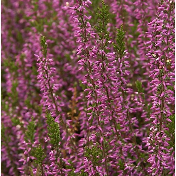 10x Besenheide Marlies - Calluna vulgaris günstig online kaufen