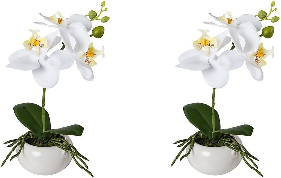 Kunstorchidee Phalaenopsis in Keramikschale Orchidee Phalaenopsis, Creativ günstig online kaufen