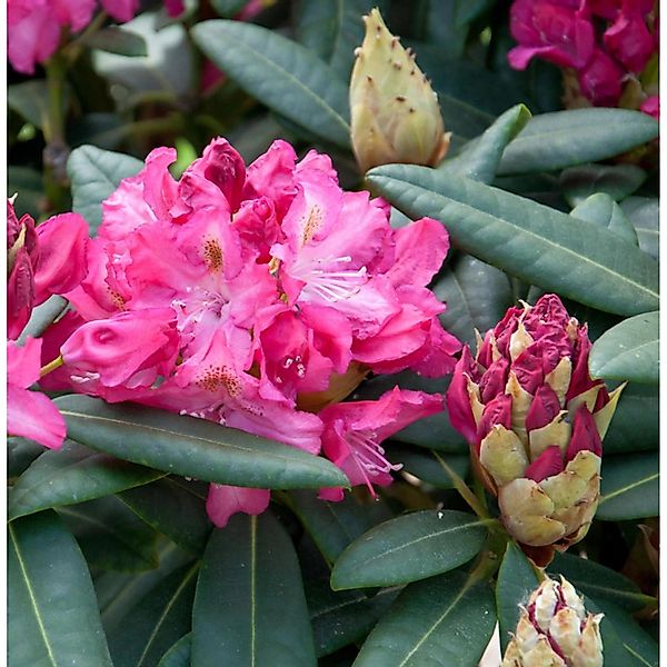 INKARHO - Großblumige Rhododendron Fidelius 40-50cm - Alpenrose günstig online kaufen