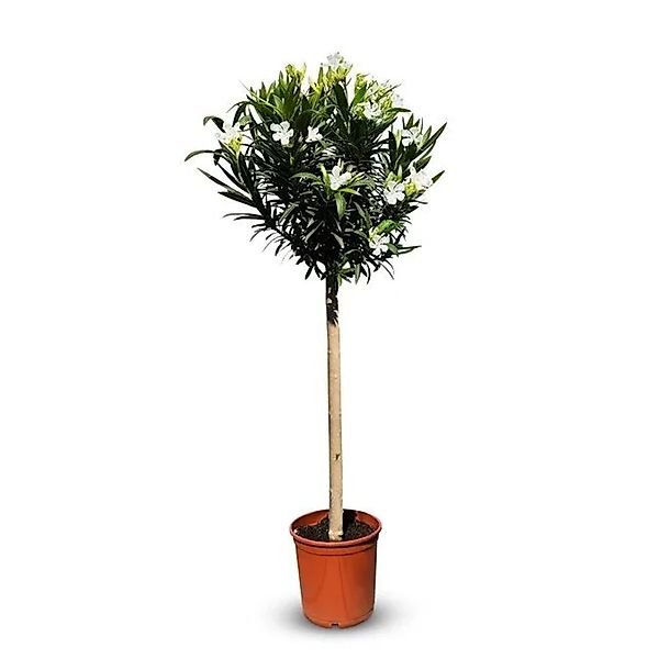 Sunny-Tree Oleander auf Stamm Farbe Weiß Nerium Oleander Höhe 140-160 cm Pf günstig online kaufen