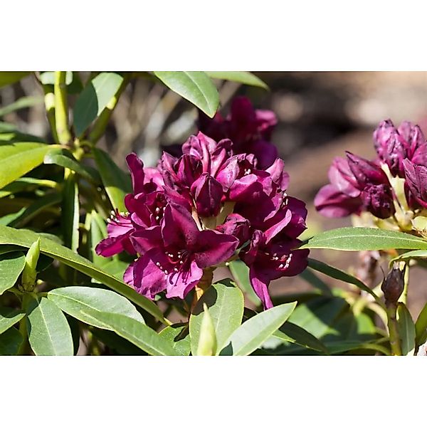 Rhododendron Hybr. Polarnacht Dunkelviolett 30–40 cm günstig online kaufen