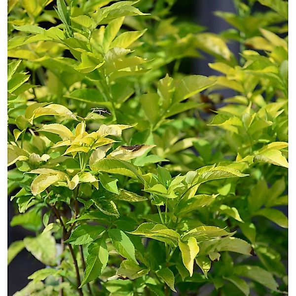 Gelber Holunder 100-125cm - Sambucus canadensis günstig online kaufen