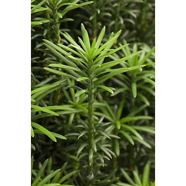 Cephalotaxus Harringtonii Fastigiata Japanische Eibe 70–80 cm günstig online kaufen