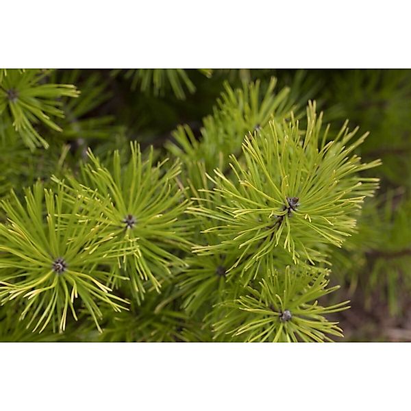 Pinus Contorta Küsten-Kiefer 40–60 cm günstig online kaufen