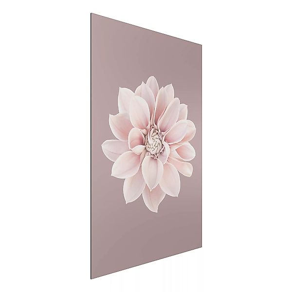 Alu-Dibond Bild Dahlie Blume Lavendel Weiß Rosa günstig online kaufen
