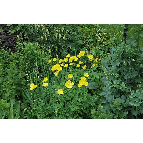 Meconopsis Cambrica Waldmohn Ca. 9x9 cm Topf günstig online kaufen