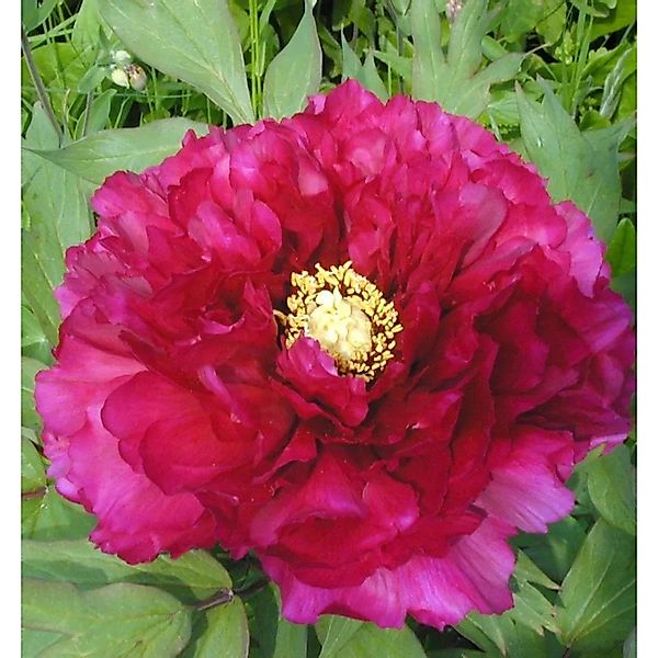 Edelpfingstrose Kansas - Paeonia,actiflora günstig online kaufen