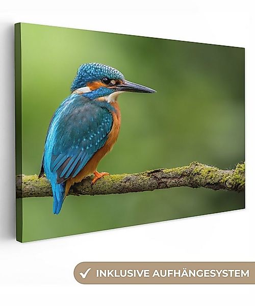 OneMillionCanvasses® Leinwandbild Eisvogel - Zweig - Moos - Vogel - Grün, F günstig online kaufen