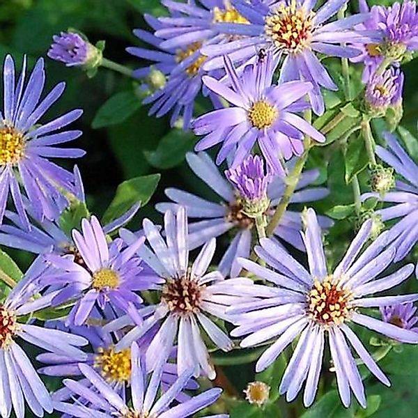 Herzblatt Aster Twilight - Aster herveyi günstig online kaufen