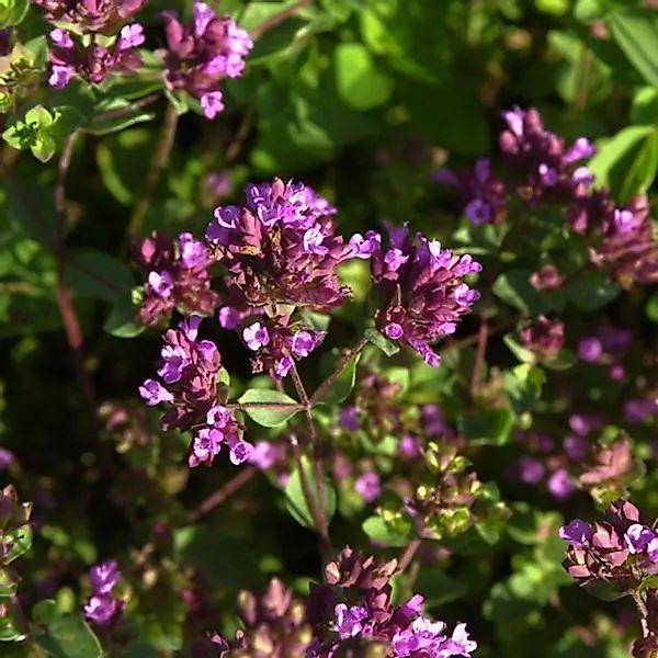 Oregano Hopley - Origanum,aevigatum günstig online kaufen