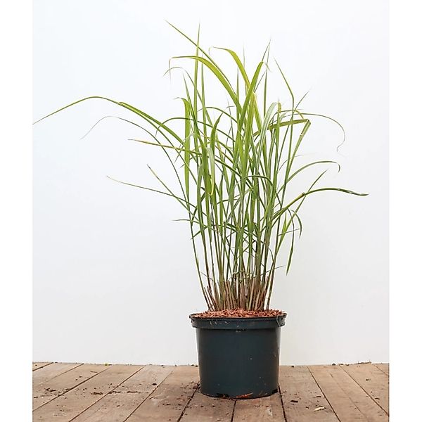 Miscanthus Sinensis Variegatus Chinaschilf Gestreift 3-5 Liter Container günstig online kaufen