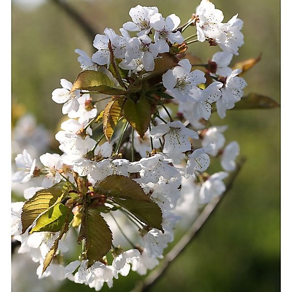 Vogelkirsche Sußkirsche 60-80cm - Prunus avium günstig online kaufen