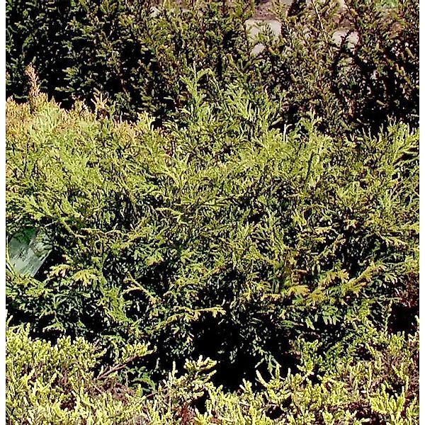 Zwerghibalebensbaum 25-30cm - Thujopsis dolabrata günstig online kaufen