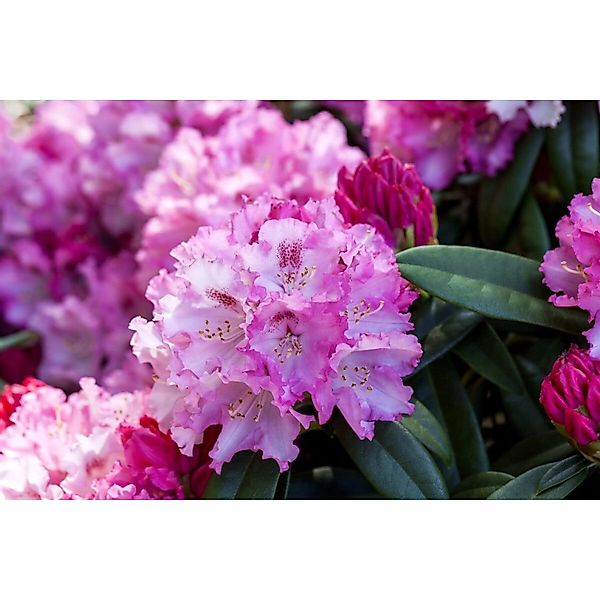 Rhododendron Yakushimanum Arabella Inkarho 30–40 cm Immergrün günstig online kaufen