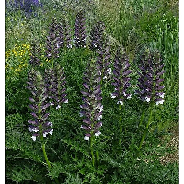 Stacheliger Bärenklaue - Acanthus spinosus günstig online kaufen