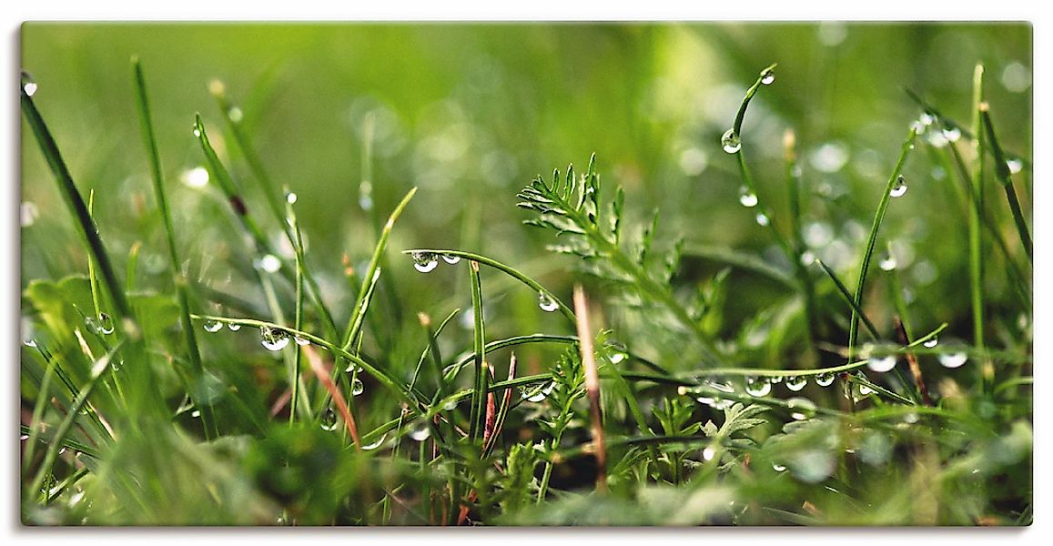 Artland Leinwandbild "Tautropfen" Gräser 1 Stk. tlg. als Alubild, Outdoorbi günstig online kaufen