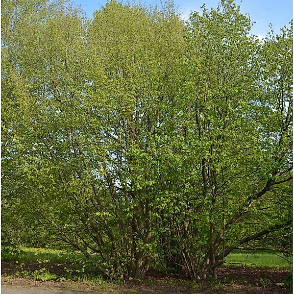 Haselnussstrauch Waldhasel Cosford 80-100cm - Corylus avellana günstig online kaufen