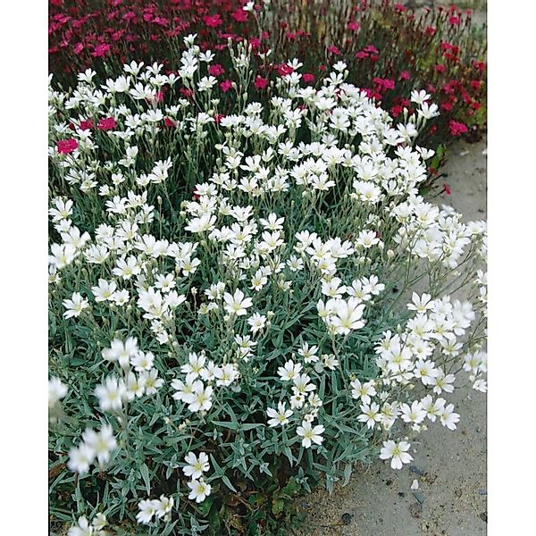 Cerastium Biebersteinii Silberteppich Silbrig-Grau Ca. 9x9 cm Topf günstig online kaufen