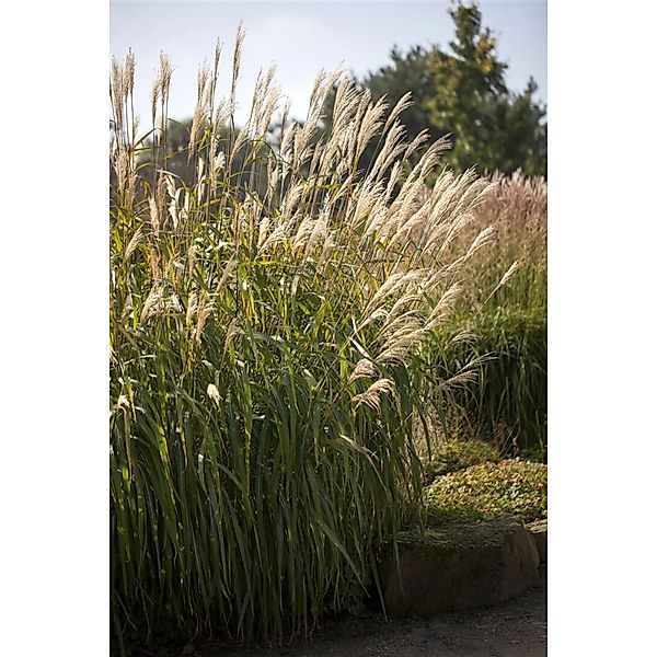 Miscanthus Sinensis Adagio Chinaschilf Kompakt Ca. 11x11 cm Topf günstig online kaufen