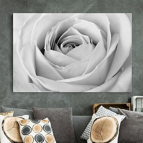 Leinwandbild Blumen - Querformat Close Up Rose günstig online kaufen