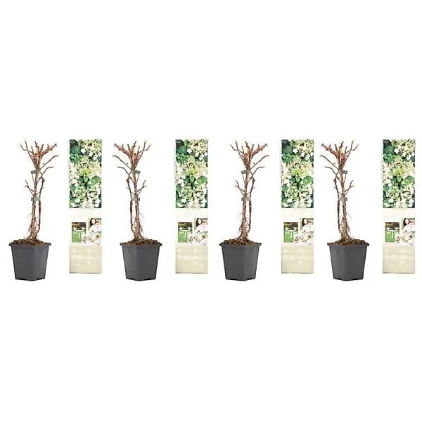 OH2 | Set mit 4 Hortensienpflanzen Petiolaris günstig online kaufen