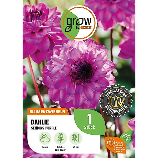 GROW by OBI Dahlie Seniors Purple Höhe ca. 50 cm günstig online kaufen