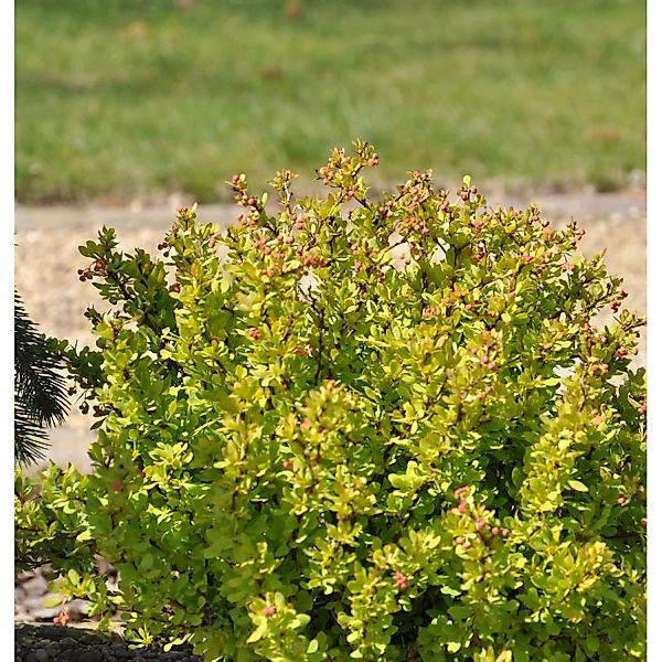 Beberitze Golden Nugget 10-15cm - Berberis thunbergii günstig online kaufen