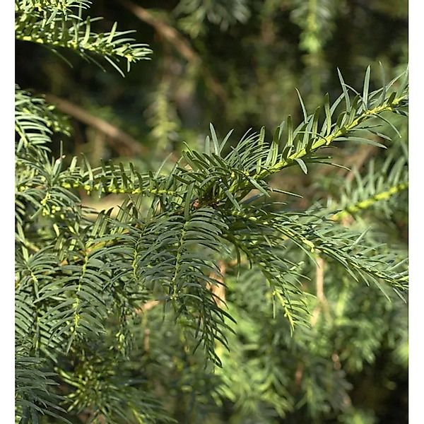 Heimische Eibe Erwin 30-40cm - Taxus baccata günstig online kaufen