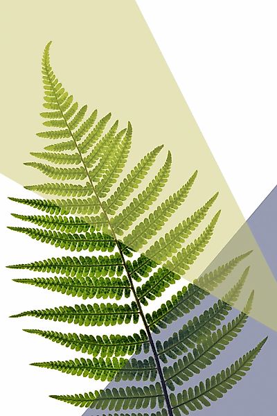 queence Acrylglasbild "Blätter" Blätter  Blätterbilder  Kunst  Pflanzen  Pf günstig online kaufen