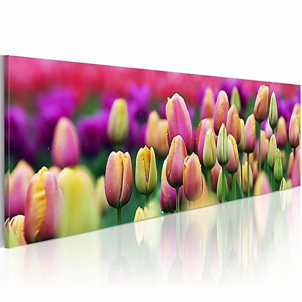 Leinwandbild Regenbogenfarbene Tulpen XXL günstig online kaufen