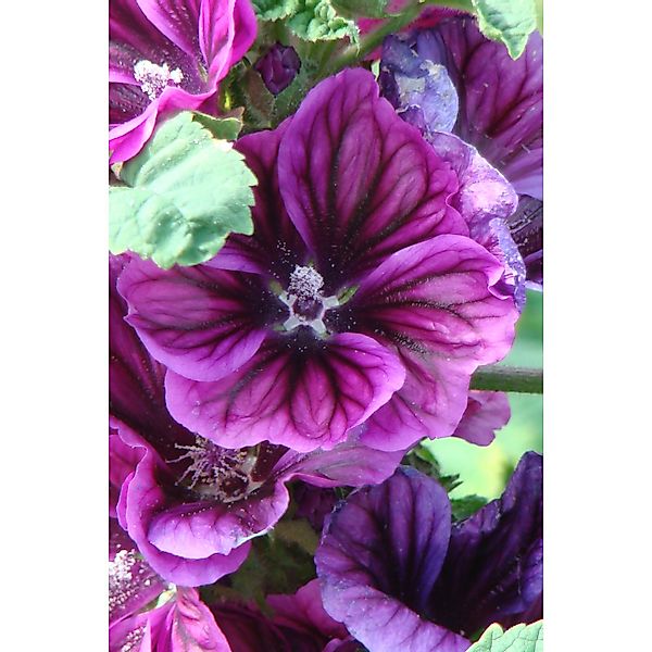 Mauretanische Malve Violett Topf-Ø ca. 9 cm x 9 cm Malva günstig online kaufen