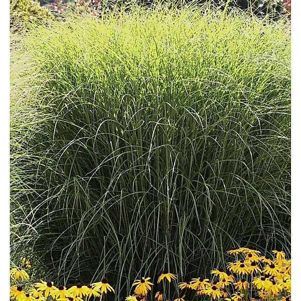 Chinaschilf Sioux - Miscanthus sinensis günstig online kaufen