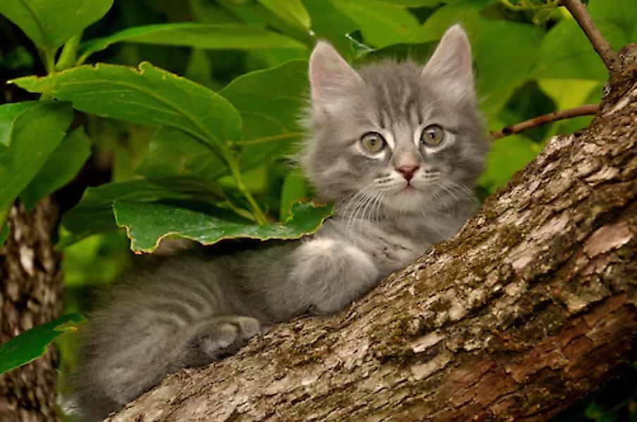 Papermoon Fototapete »Katze im Baum« günstig online kaufen
