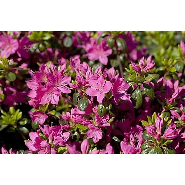 Rhododendron Obtusum Kermesina Rose Azalee Rosa 15–20 cm günstig online kaufen